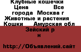 Клубные кошечки › Цена ­ 10 000 - Все города, Москва г. Животные и растения » Кошки   . Амурская обл.,Зейский р-н